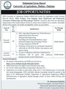 MNS University of Agriculture Multan Jobs 2026 – Research Associate & Assistant Accounts Vacancies